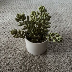 Lloyd & Hannah 9” Jade Faux Plant